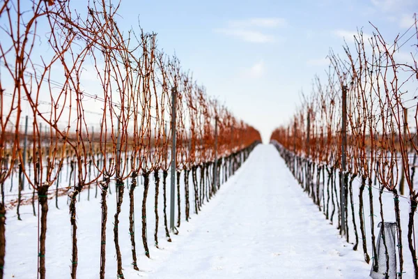 Зимние Виноградники Юге Моравии Чехия — стоковое фото