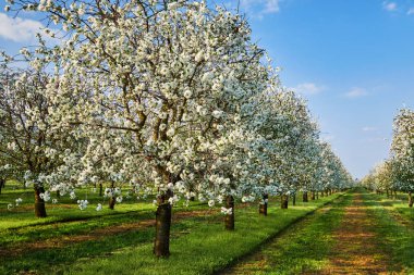 Güzel kiraz ağaçları çiçek, çiçek Bahçe ilkbahar manzarası içinde.