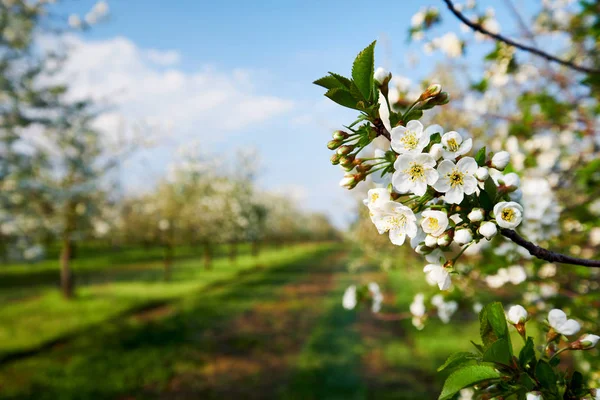 Drzewo Gałąź Kwitnąca Wiśnia Wiosenne Kwiaty — Zdjęcie stockowe