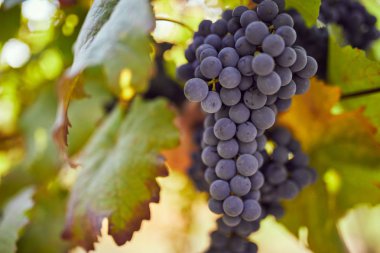 Olgun mavi üzüm üzüm