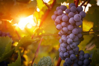 sonbaharda hasat günbatımında üzüm bağları