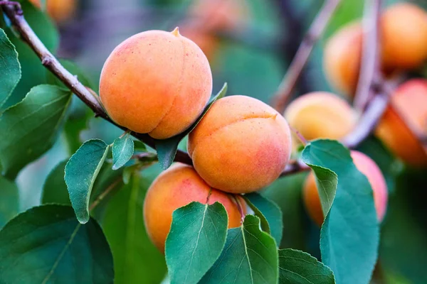 A bunch of ripe apricots branch — Stock Photo, Image