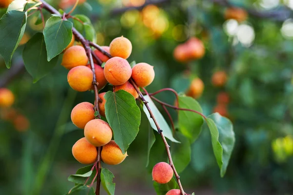 A bunch of ripe apricots — Stock Photo, Image