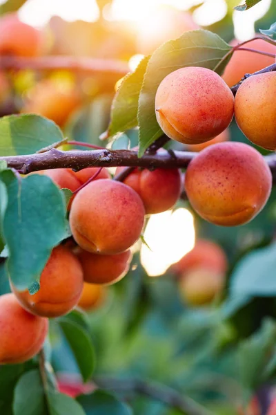 A bunch of ripe apricots branch — Stock Photo, Image
