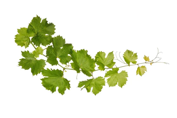 Branch of vine leaves isolated — Stock Photo, Image