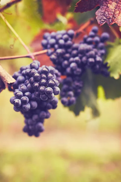 Ramo de uvas de vinho tinto — Fotografia de Stock