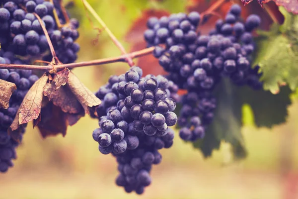 Kırmızı Şaraplık Şubesi — Stok fotoğraf