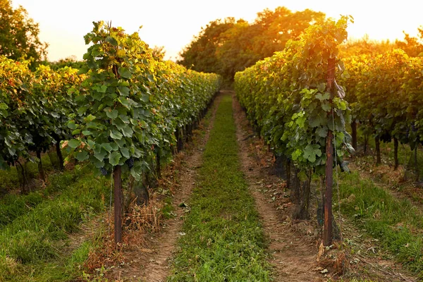 Evening view of the vineyards — Stock Photo, Image