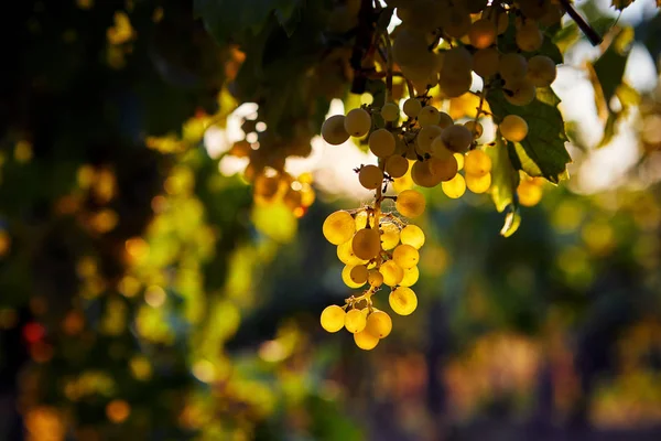 Uvas amarillas en un viñedo al atardecer — Foto de Stock