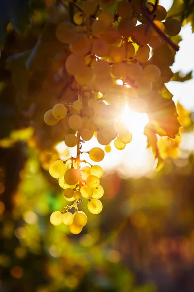 Uvas amarelas em uma vinha ao nascer do sol, com raios de sol no fundo — Fotografia de Stock
