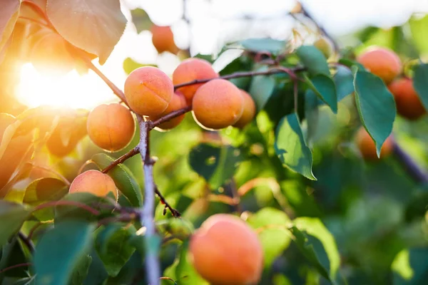 Ripe apricots branch in sunshine — Stock Photo, Image