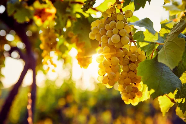 Uvas amarelas em uma vinha ao nascer do sol — Fotografia de Stock