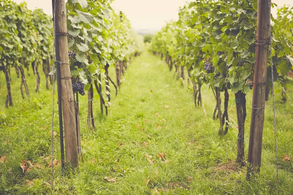 Viñedo en el verano en un día nublado — Foto de Stock