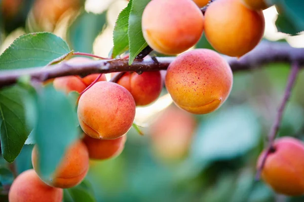 A bunch of apricots on a branch — Stock Photo, Image