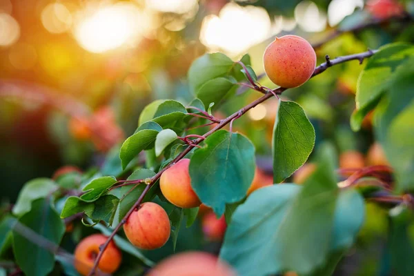 Ripe apricots with sunlight in the background — Stock Photo, Image