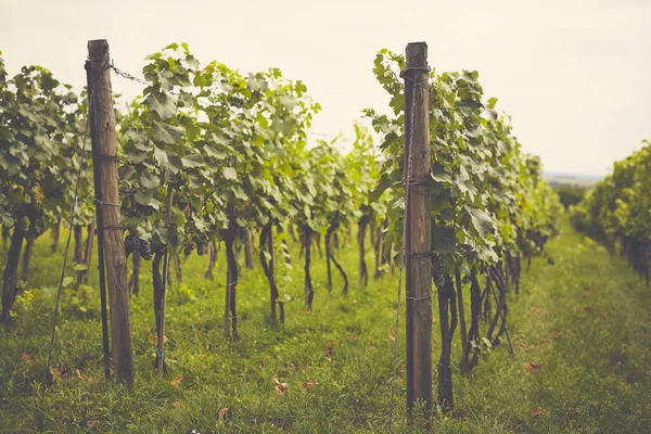 Виноградник летом в облачный день — стоковое фото
