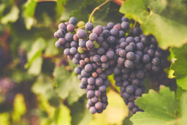 Ramo de uvas de vinho tinto — Fotografia de Stock