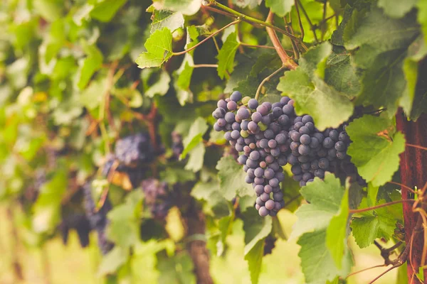 Ramo de uvas de vino tinto — Foto de Stock