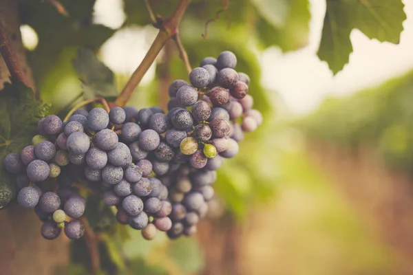 Gałąź czerwonych winogron na wino, stonowanych — Zdjęcie stockowe