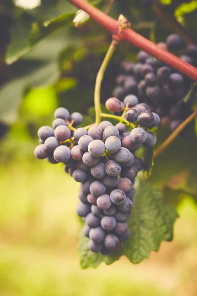 Ramo de uvas de vinho tinto — Fotografia de Stock