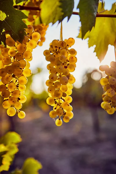 Rijpe gele druiven op een wijngaard met zonlicht — Stockfoto