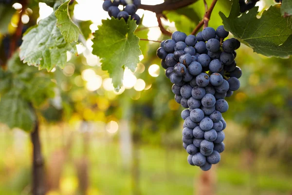 Branch of red wine grapes — Stock Photo, Image