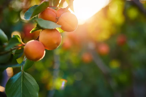 A bunch of ripe apricots on a branch — Stock Photo, Image