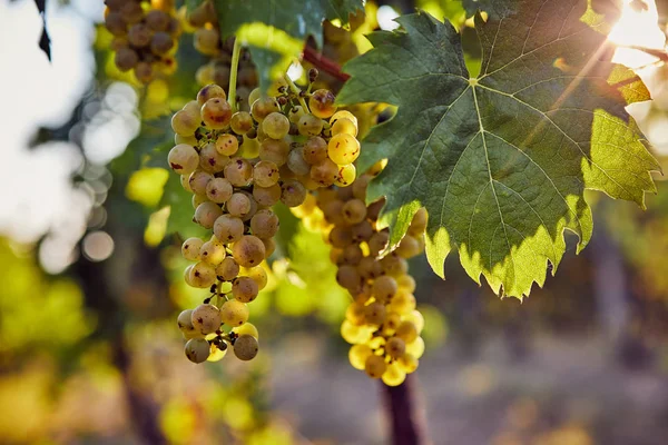 Las uvas amarillas en un viñedo con luz solar — Foto de Stock