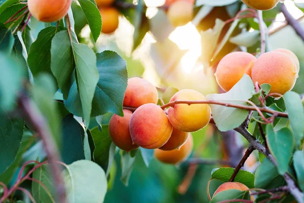 A bunch of ripe apricots on a branch — Stock Photo, Image