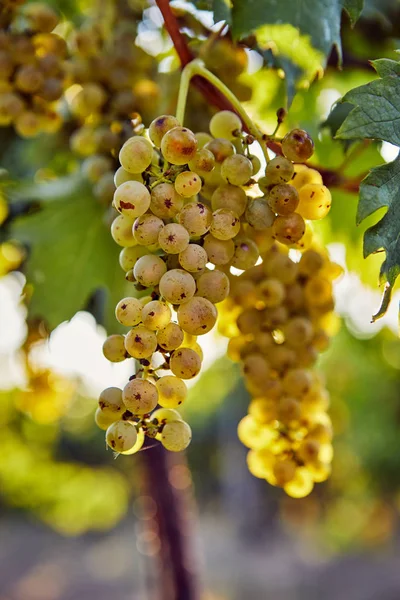 Uvas amarillas maduras en un viñedo — Foto de Stock