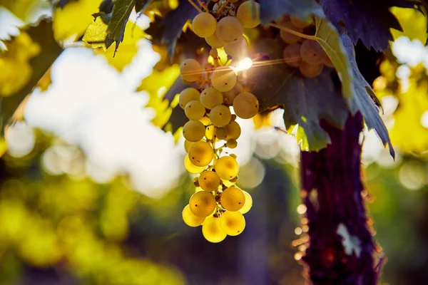Gele druif opknoping in een wijngaard — Stockfoto