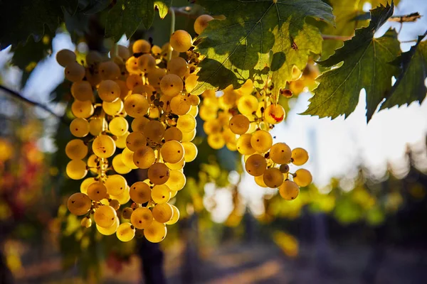 Hromada žlutých vinných hroznů visící na vinici Stock Obrázky