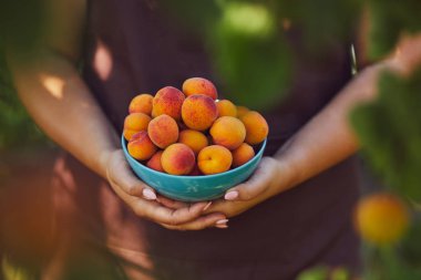 Olgun kayısı tam kase ile Kadın elleri