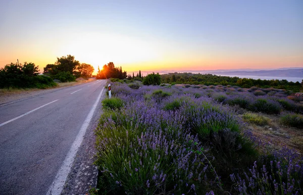 Road around a blooming lavender field on Hvar island — Stock Photo, Image