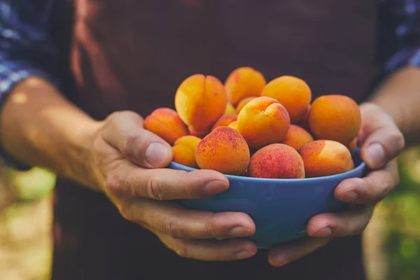 Male hands with full bowl of ripe apricots — Stock Photo, Image