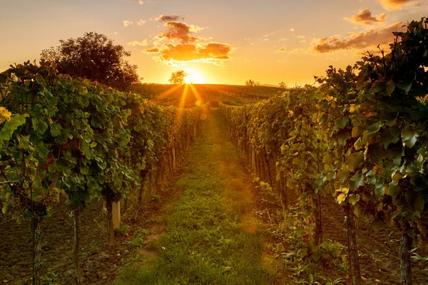 Romántico Atardecer Viñedo Paisaje Otoñal — Foto de Stock