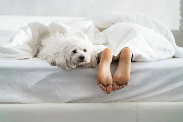 Nero ragazza dormire in letto con cane e mostrando piedi — Foto Stock