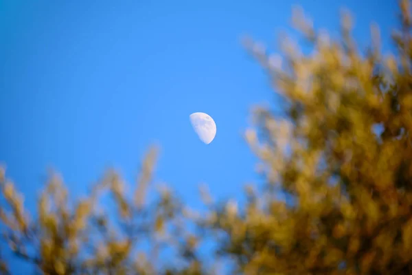 Noche amanecer con media luna vista a través de los árboles — Foto de Stock