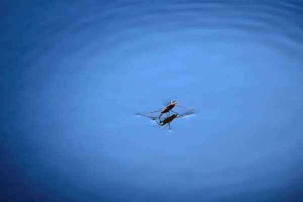 水面に立つウォーターストライダーまたはスケーター — ストック写真