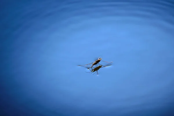 Strider de água ou patinador em pé na superfície da água — Fotografia de Stock