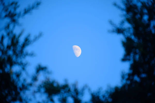 Nascer do sol da noite com meia lua vista através de árvores — Fotografia de Stock