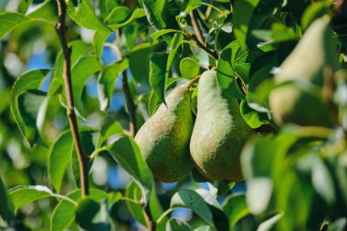 Yeşil Armut Yaz Aylarında Bir Ağaç Asılı