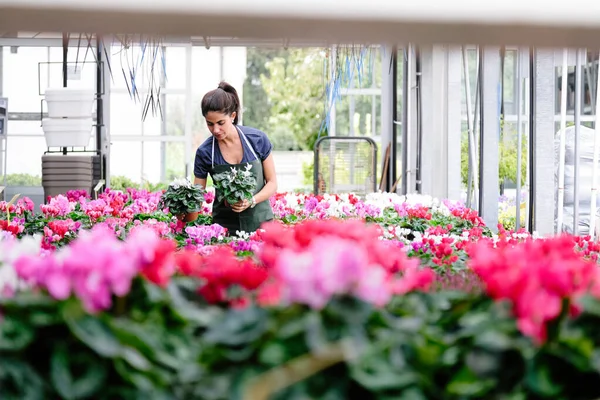 Mujer joven trabajando como florista en floristería — Foto de Stock