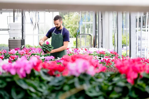 Férfi dolgozik, mint a virágüzlet virágüzlet elrendezése növények — Stock Fotó