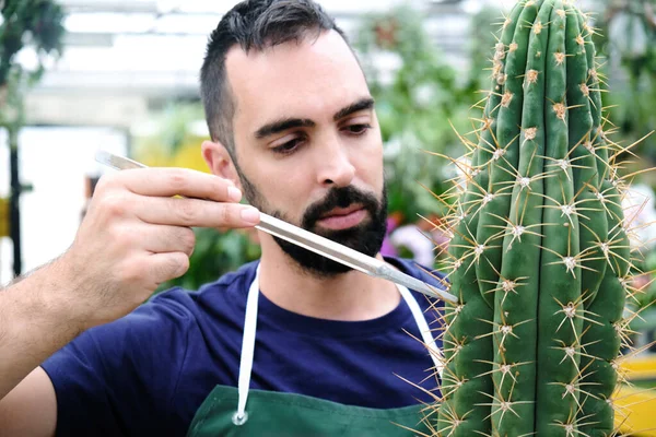 Szakértő ember az üvegházban a Kaktusz — Stock Fotó