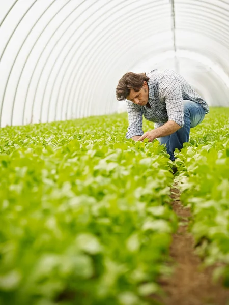 Farmer Kontrola kvality rostlin v zeleném domě — Stock fotografie