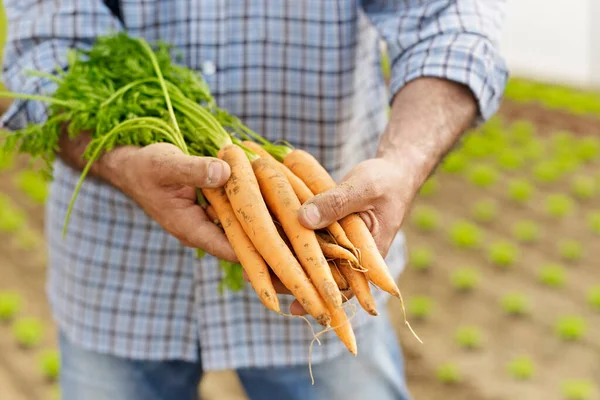 Agricultor mostrando cenouras e legumes para câmera em estufa Imagens De Bancos De Imagens Sem Royalties