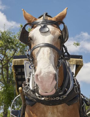 yolcular için bekleyen taşıma at