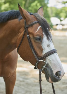 2018 avcı/Jumper Classic adlı Cleveland Metro Parklar polo alanında Ohio Moreland Hills, Amerika Birleşik Devletleri