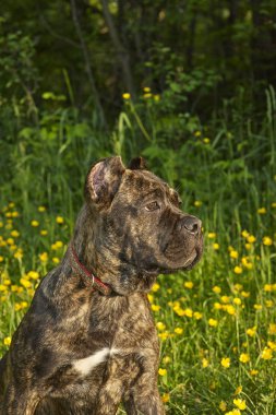 Güneşte oynayan cane Corso köpek çim sahası yaktı 